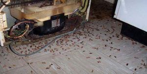 Поморить тараканов в квартире в Магнитогорске, цены