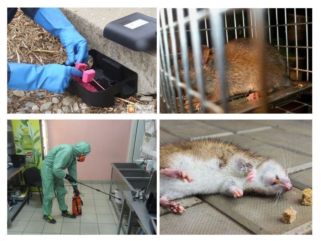 Дератизация от грызунов от крыс и мышей в Магнитогорске
