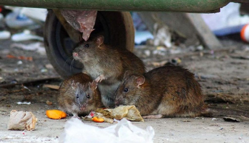 Травить грызунов крыс и мышей в Магнитогорске