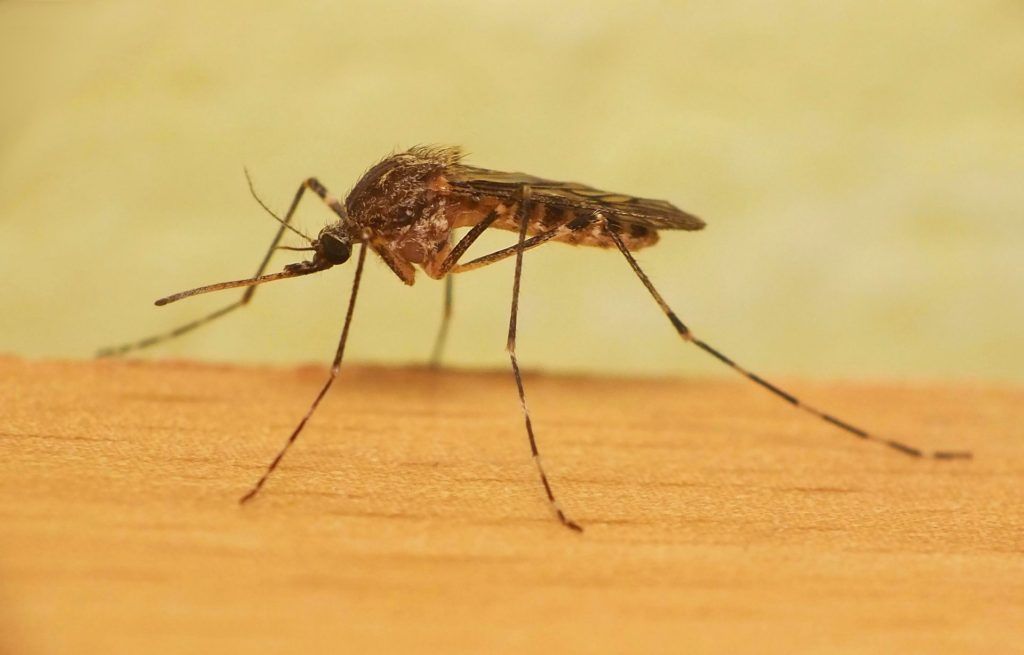 Уничтожение комаров в Магнитогорске