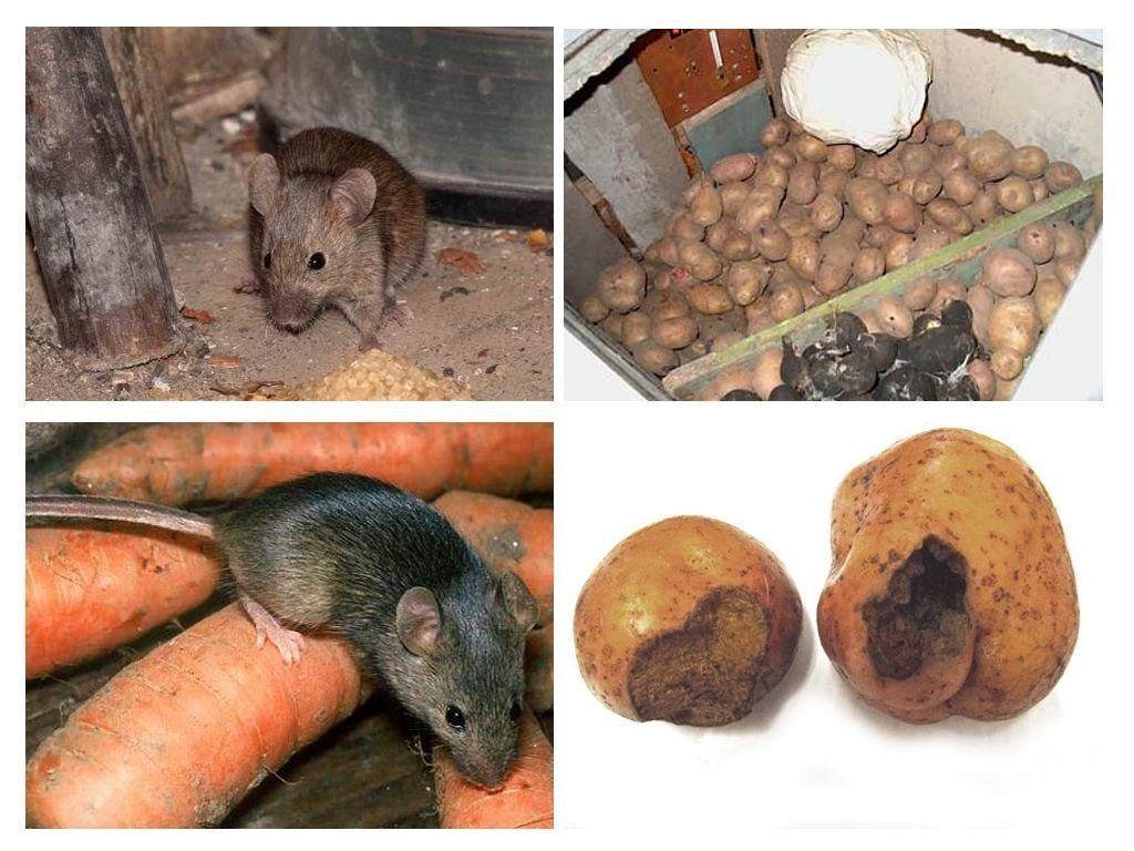 Обработка от грызунов крыс и мышей в Магнитогорске