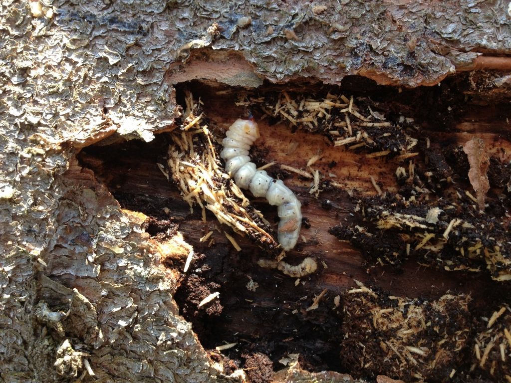 Как избавиться от жуков короедов в деревянной бане?