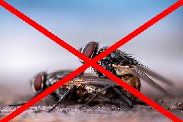 Профессиональное уничтожение мух в Магнитогорске с гарантией