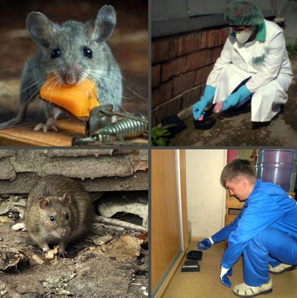 Дезинфекция от грызунов, крыс и мышей в Магнитогорске