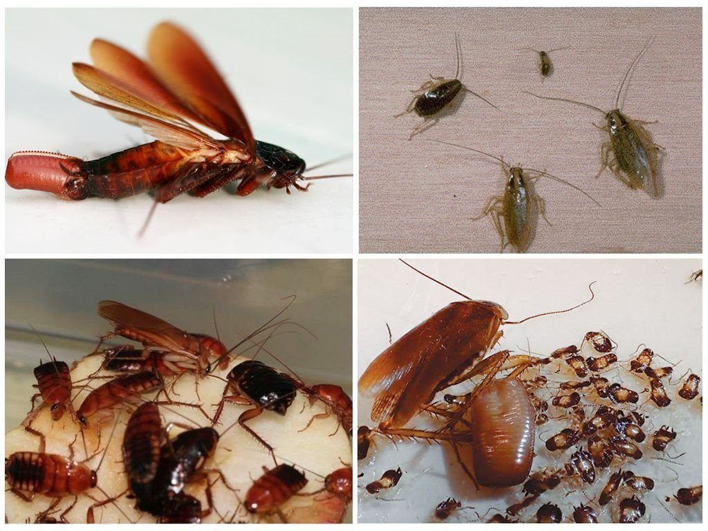 Уничтожение тараканов в квартире в Магнитогорске 