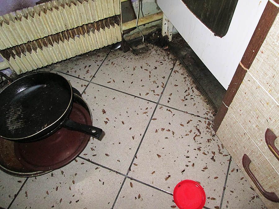 Санэпидемстанция от тараканов в Магнитогорске, вызвать, цены